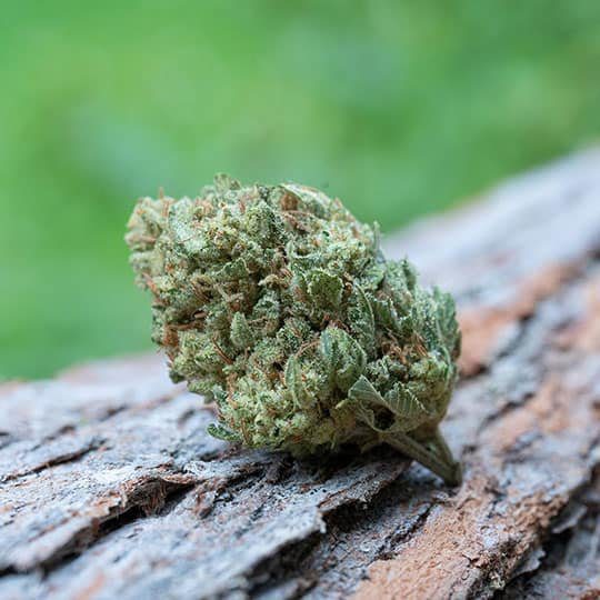 Jack Herer 7.5g Jack Herer 7.5g