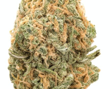 Blue dream strain