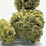 Buy Cheetah Piss Strain