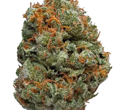 Buy Killing fields Strain