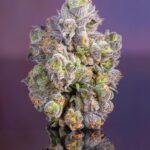 Flawless Freezies Strain