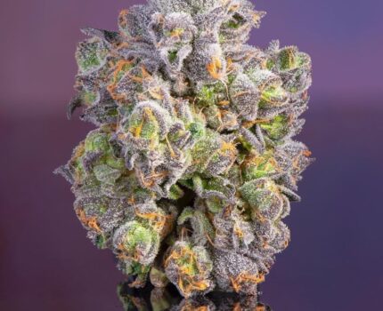 Flawless Freezies Strain