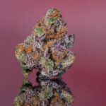 Granddaddy Purple Kush - Image 2