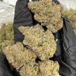 Horchata weed strain