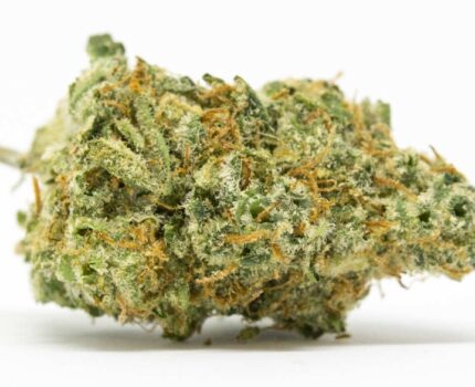 Infinity Kush Strain