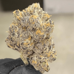 Lemon Cherry Gelato