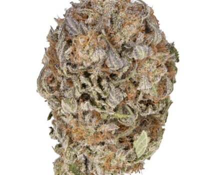 Purple pinecone strain