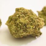 Sweet Haze Marijuana Strain