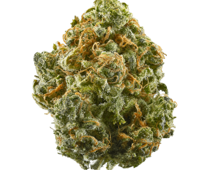 Zaza weed strain