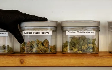 buy cannabis legally in the Netherlands