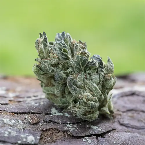 Cherry Dosidos 7.5g Cherry Dosidos 7.5g