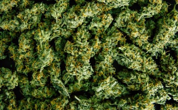 medical-marijuana-img-hemp-1 medical-marijuana-img-hemp-1